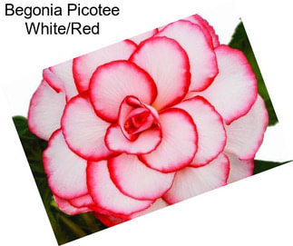 Begonia Picotee White/Red