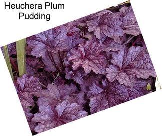 Heuchera Plum Pudding