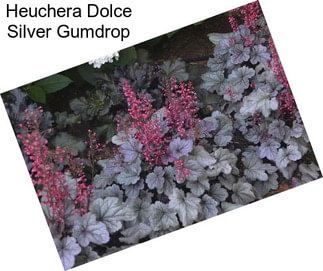 Heuchera Dolce Silver Gumdrop