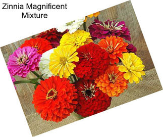 Zinnia Magnificent Mixture