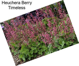 Heuchera Berry Timeless