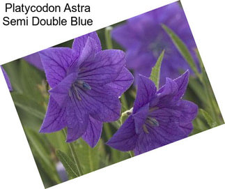 Platycodon Astra Semi Double Blue