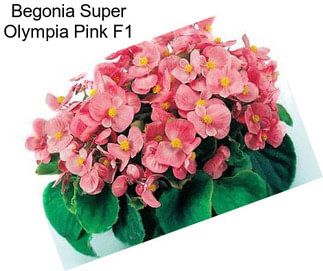 Begonia Super Olympia Pink F1