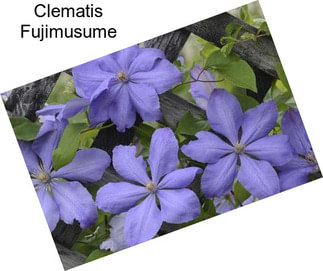 Clematis Fujimusume