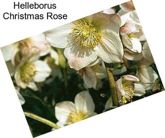 Helleborus Christmas Rose