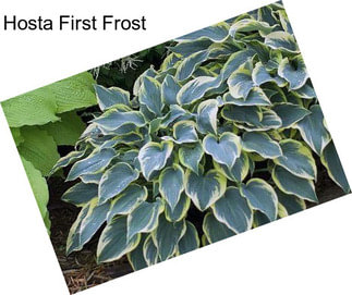 Hosta First Frost