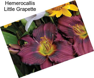 Hemerocallis Little Grapette