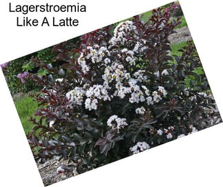 Lagerstroemia Like A Latte