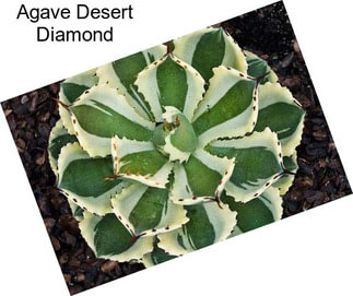 Agave Desert Diamond