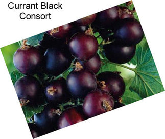 Currant Black Consort