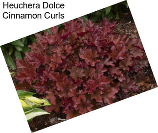 Heuchera Dolce Cinnamon Curls