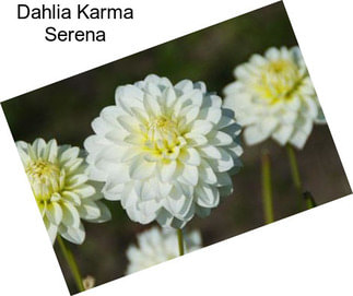 Dahlia Karma Serena