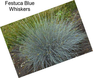 Festuca Blue Whiskers