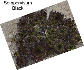 Sempervivum Black