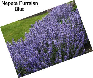 Nepeta Purrsian Blue