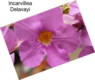 Incarvillea Delavayi