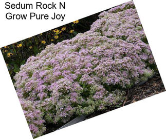 Sedum Rock N Grow Pure Joy