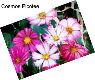 Cosmos Picotee