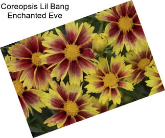 Coreopsis Lil Bang Enchanted Eve