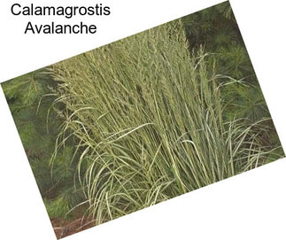 Calamagrostis Avalanche