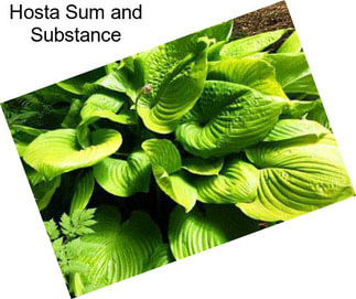 Hosta Sum and Substance