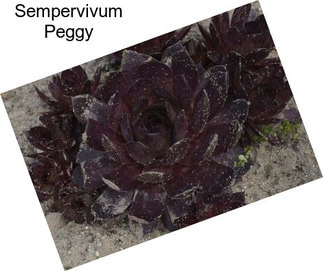 Sempervivum Peggy