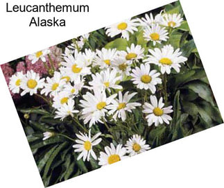 Leucanthemum Alaska