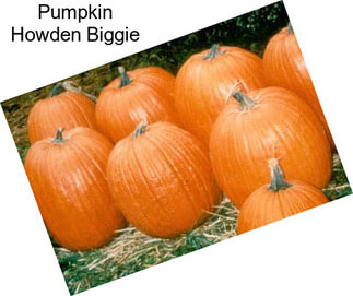 Pumpkin Howden Biggie