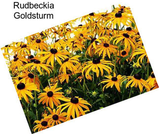 Rudbeckia Goldsturm