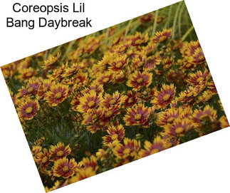 Coreopsis Lil Bang Daybreak