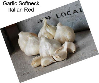 Garlic Softneck Italian Red