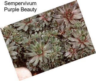 Sempervivum Purple Beauty