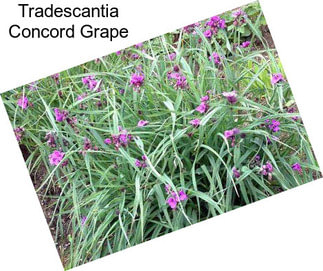 Tradescantia Concord Grape