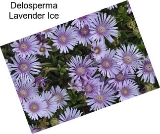 Delosperma Lavender Ice