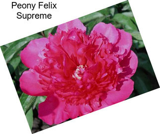 Peony Felix Supreme