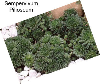 Sempervivum Pilioseum