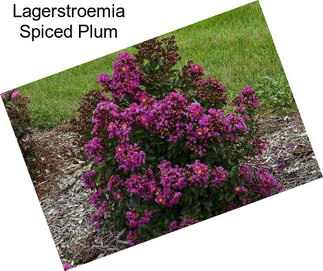 Lagerstroemia Spiced Plum