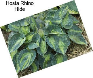 Hosta Rhino Hide