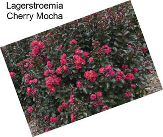 Lagerstroemia Cherry Mocha