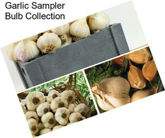 Garlic Sampler Bulb Collection