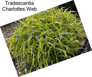 Tradescantia Charlottes Web