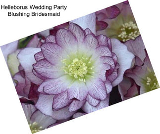 Helleborus Wedding Party Blushing Bridesmaid