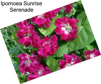 Ipomoea Sunrise Serenade