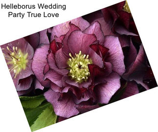 Helleborus Wedding Party True Love