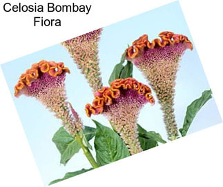 Celosia Bombay Fiora