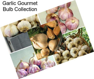 Garlic Gourmet Bulb Collection