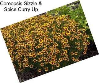 Coreopsis Sizzle & Spice Curry Up