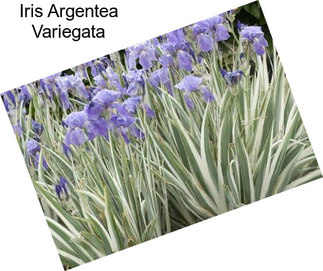 Iris Argentea Variegata