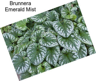 Brunnera Emerald Mist