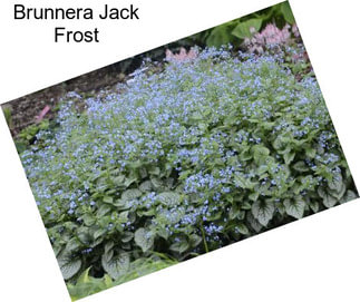 Brunnera Jack Frost